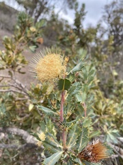 Banksia obovata