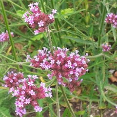 Verbena bonariensis