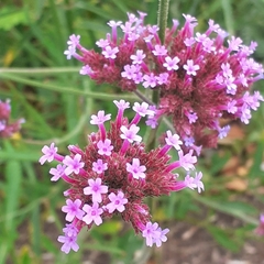 Verbena bonariensis