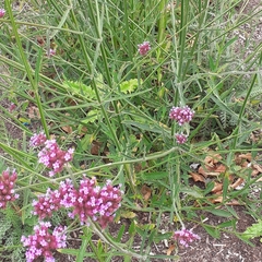 Verbena bonariensis
