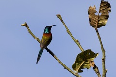 Aethopyga nipalensis