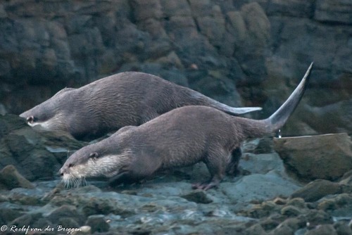 African Clawless Otter, photo 5 of 10