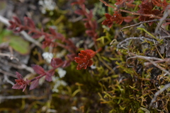 Gonocarpus aggregatus