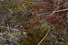 Gonocarpus aggregatus