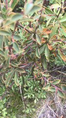 Berberis sibirica