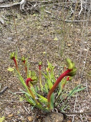 Anigozanthos bicolor