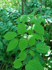 Actinidia