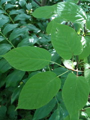 Actinidia