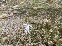 Caladenia saccharata