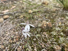 Caladenia saccharata