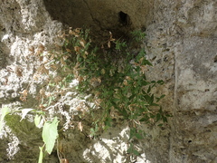 Galium valantioides