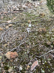 Caladenia saccharata