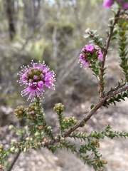 Kunzea recurva