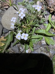 Dontostemon integrifolius