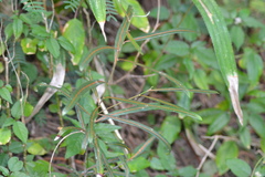 Planchonella cinerea