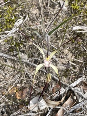 Caladenia varians