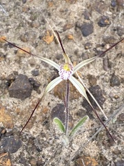 Caladenia varians