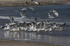 Larus fuscus barabensis