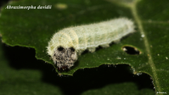 Abraximorpha davidii