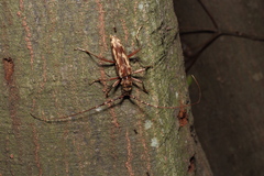 Pseudaeolesthes chrysothrix