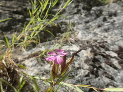 Dianthus armeria