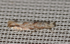 Phyllonorycter sagitella