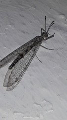 Gymnocnemia variegata