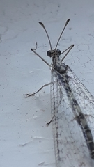 Gymnocnemia variegata