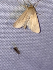 Mythimna oxygala