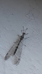 Gymnocnemia variegata