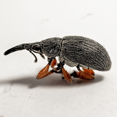 Rhopalapion longirostre