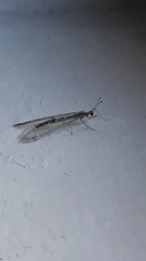 Gymnocnemia variegata