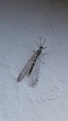 Gymnocnemia variegata