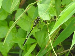 Labrogomphus torvus