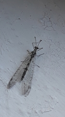 Gymnocnemia variegata