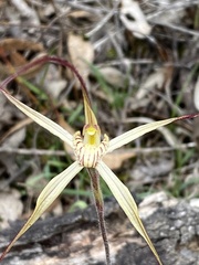 Caladenia xantha