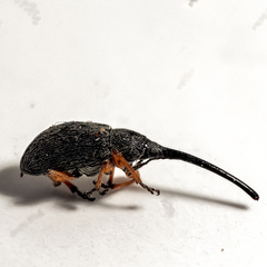 Rhopalapion longirostre