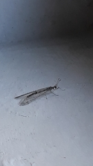 Gymnocnemia variegata