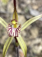 Caladenia polychroma