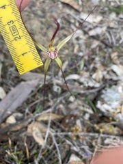 Caladenia polychroma
