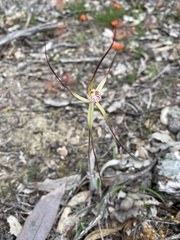 Caladenia polychroma