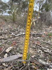 Caladenia polychroma
