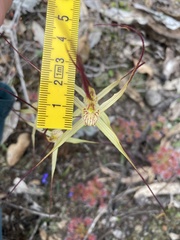 Caladenia xantha