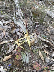 Caladenia xantha