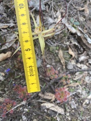 Caladenia xantha