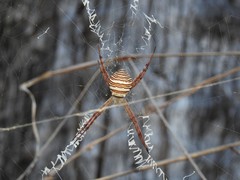 Argiope magnifica