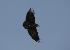 Corvus rhipidurus