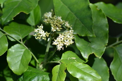 Micromelum minutum