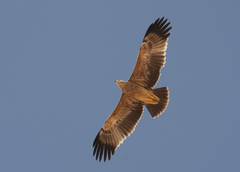 Eastern Imperial Eagle photo 4