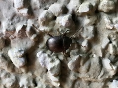 Accanthopus velikensis